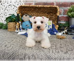 Small #13 Schnauzer (Miniature)