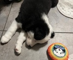 Small #14 Border-Aussie