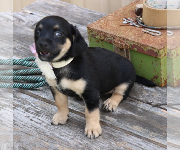 Medium Photo #3 Dachshund Puppy For Sale in Bandera, TX, USA