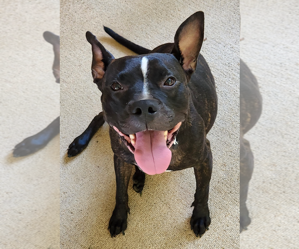 Medium Photo #6 Bulldog-Staffordshire Bull Terrier Mix Puppy For Sale in Decatur, GA, USA