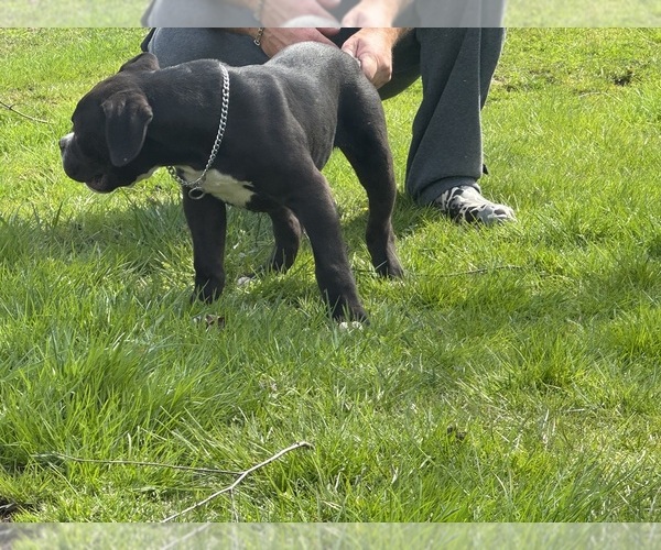 Medium Photo #4 American Bulldog Puppy For Sale in COLUMBIA, KY, USA