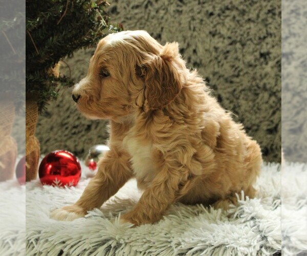 Medium Photo #4 Goldendoodle-Poodle (Miniature) Mix Puppy For Sale in KINZERS, PA, USA