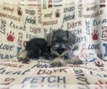 Small #9 Schnauzer (Miniature)
