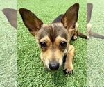 Small Photo #6 Mutt Puppy For Sale in Corona, CA, USA