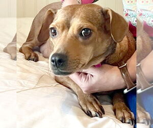 Peanut - Female Dachshund-Unknown Mix Dog for Adoption - Photo #2