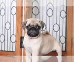 Small Photo #4 Pug Puppy For Sale in NAPLES, FL, USA