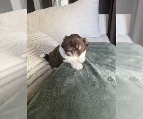 Medium Photo #8 Shih Tzu Puppy For Sale in SAHUARITA, AZ, USA