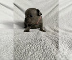 Small Photo #3 French Bulldog Puppy For Sale in NAMPA, ID, USA