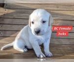 Small Photo #138 Labrador Retriever Puppy For Sale in EDGEWOOD, TX, USA