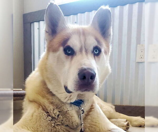 Medium Photo #4 Siberian Husky Puppy For Sale in Omaha, NE, USA