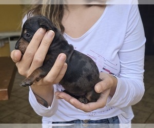 Dachshund Puppy for sale in ANDOVER, MA, USA