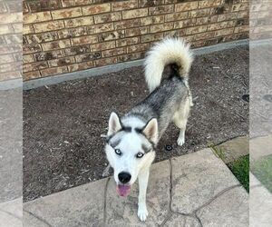 Huskies -Unknown Mix Dogs for adoption in Rowlett, TX, USA