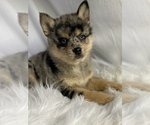 Small Photo #3 Pomsky Puppy For Sale in EDWARDSBURG, MI, USA