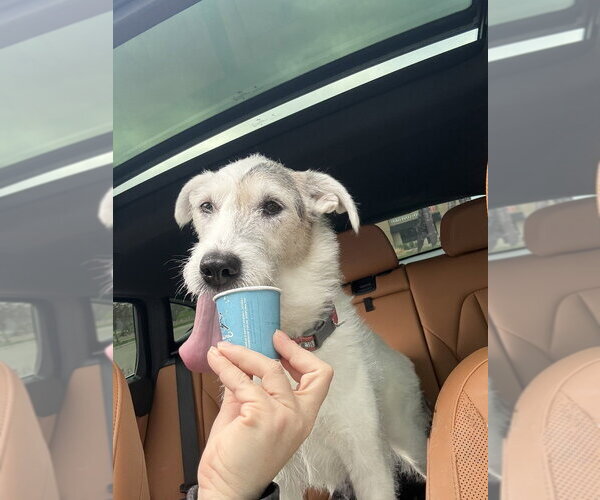 Medium Photo #3 Border Collie-Unknown Mix Puppy For Sale in Andover, MN, USA