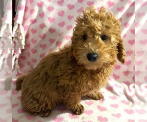 Goldendoodle (Miniature) Puppy for sale in ARCOLA, IL, USA