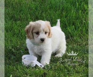 Cavachon Puppy for sale in LE MARS, IA, USA