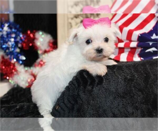 Medium Photo #5 Maltipoo Puppy For Sale in THONOTOSASSA, FL, USA
