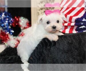 Medium Maltipoo