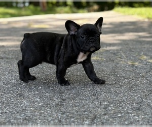 French Bulldog Puppy for sale in LANCASTER, PA, USA