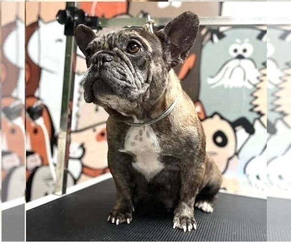 Medium Photo #1 French Bulldog Puppy For Sale in SAN FRANCISCO, CA, USA
