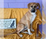 Small #1 Labrador Retriever Mix