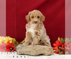Goldendoodle (Miniature) Puppy for sale in GORDONVILLE, PA, USA
