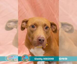 Labrador Retriever-Unknown Mix Dogs for adoption in Mobile, AL, USA