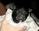 Small Photo #1 Bouvier Des Flandres Puppy For Sale in Summerland, British Columbia, Canada