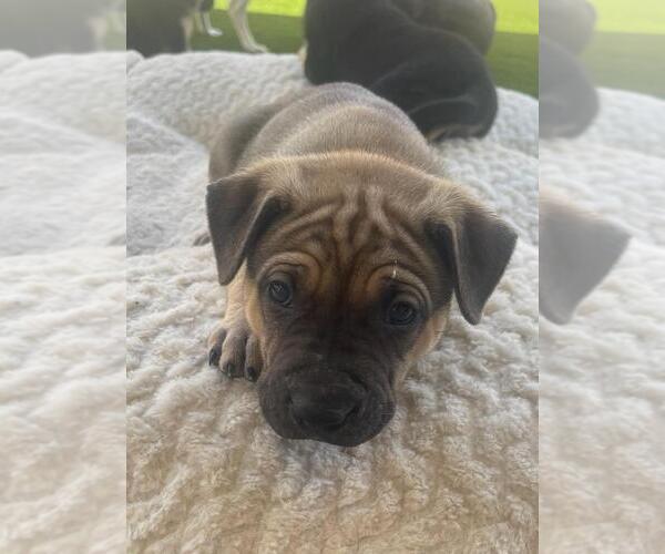 Medium Photo #3 American Pit Bull Terrier-German Shepherd Dog Mix Puppy For Sale in Imlay City, MI, USA