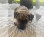 Small #2 American Pit Bull Terrier-German Shepherd Dog Mix