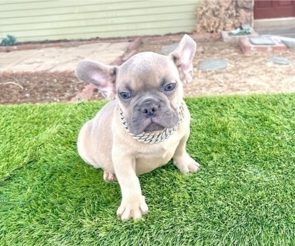 Medium Photo #7 French Bulldog Puppy For Sale in FRESNO, CA, USA
