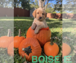 Puppy Boise Labrador Retriever