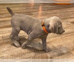 Small Photo #6 Weimaraner Puppy For Sale in POINT ROBERTS, WA, USA