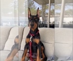 Small Photo #13 Doberman Pinscher Puppy For Sale in PALMDALE, CA, USA