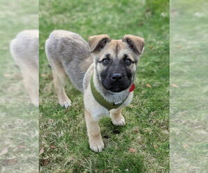 Mutt Dogs for adoption in Bellingham, WA, USA