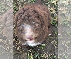 Aussiedoodle-Poodle (Standard) Mix Puppy for sale in RANDLEMAN, NC, USA
