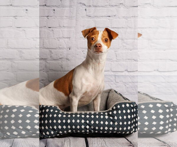 Medium Photo #7 Mutt Puppy For Sale in McKinney, TX, USA