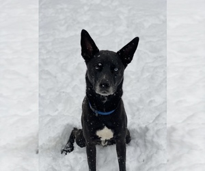 Alaskan Husky-Mutt Mix Puppy for sale in VALPARAISO, IN, USA