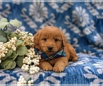 Small Photo #6 Goldendoodle (Miniature) Puppy For Sale in QUARRYVILLE, PA, USA