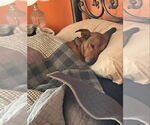 Small #7 Basset Hound-Labrador Retriever Mix