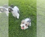 Small #2 Yorkshire Terrier