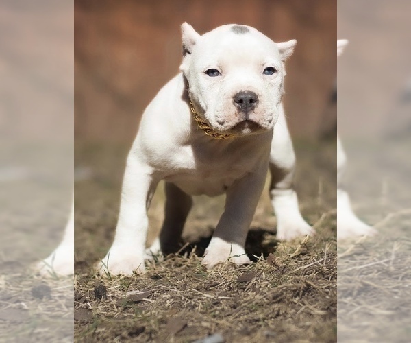 Medium Photo #3 American Bully Puppy For Sale in SAN ANTONIO, TX, USA