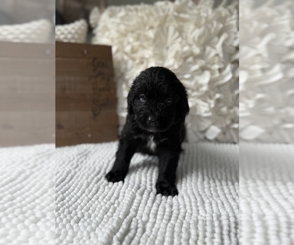 Medium Photo #6 Bernedoodle Puppy For Sale in BELMONT, NC, USA