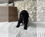 Small #5 Bernedoodle
