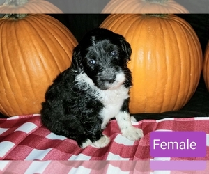 Aussiedoodle Puppy for sale in BROOKSVILLE, FL, USA