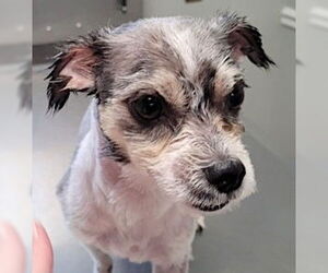 Mal-Shi Dogs for adoption in Mount Airy, NC, USA