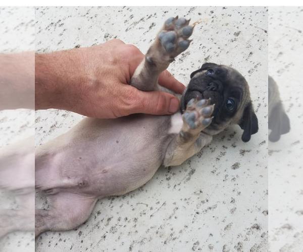 Medium Photo #4 Pug Puppy For Sale in ROUND ROCK, TX, USA