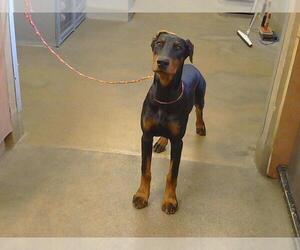 Doberman Pinscher Dogs for adoption in Sacramento, CA, USA
