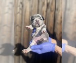 Small Photo #5 French Bulldog Puppy For Sale in CITRUS HEIGHTS, CA, USA