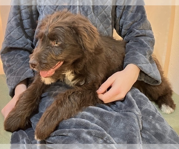 Full screen Photo #6 Border Collie-Goldendoodle Mix Puppy For Sale in HILLSBORO, WI, USA